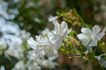 White Nerium oleander flowers against natural green background. Romance flower card. Natural background.