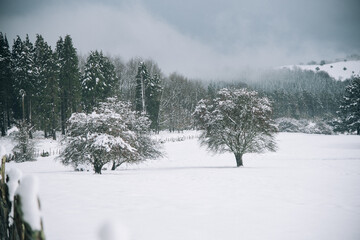 Campo rodeado de pinos verdes con algún arbusto , todo nevado en un día nuboso de invierno en el País Vasco