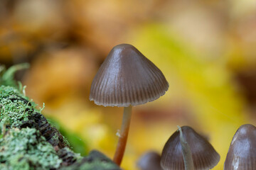 Mycena growing on a fallen oak branch or the soil