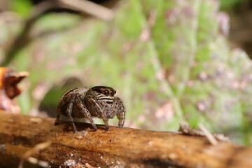 araignée sauteuse saltique femelle  Evarcha arcuata