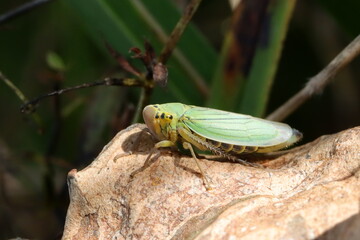 cicadelle verte Cicadella viridis sur une feuille morte