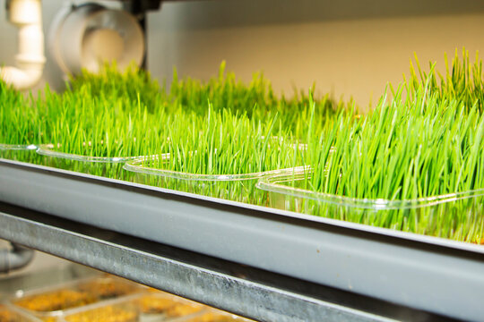 the process of growing microgrin, healthy food.