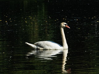 Mute swan (Cygnus olor) white swan swimming in a pond