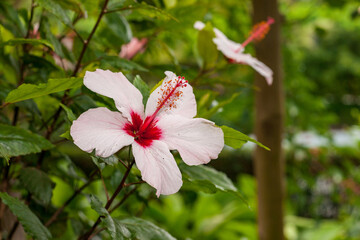 Une fleur d'hibiscus dans le jardin botanique de Funchal à Madère.