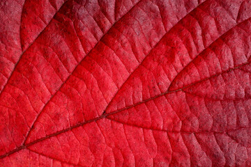 Red autumn leaf.