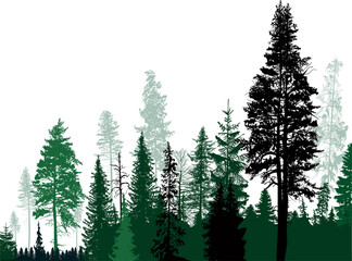 fir trees black and green group in forest on white
