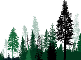 Fototapeta premium fir trees black and green group in forest on white