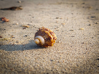 Crab walking on the beaches of Marsa Alam, Egypt. Animals living on the Red Sea coast.