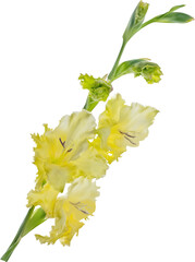 dark yellow gladiolus flower isolated on white