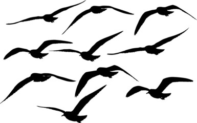 gull stage of flight silhouettes collection isolated on white