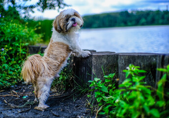 shih tzu dog near the river in summer
