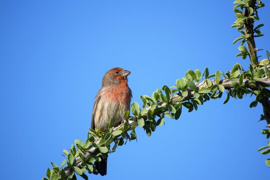 House Finch Sitting on an Ocotillo Branch