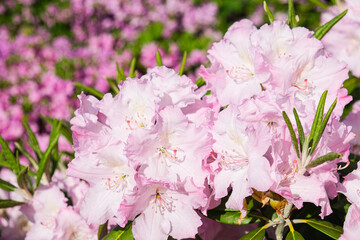 Flowers of the plant Rhododendron on a sunny day. White and pink delicate flowers. High quality photo