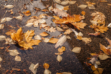rainy autumn weather, puddle with fallen leaves on the road on a sunny day, yellow leaves on a wet road after rain
