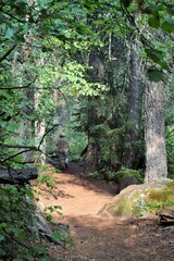Fototapeta premium Trail to McCloud Falls