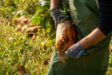 Ernte Runkelr&uuml;ben