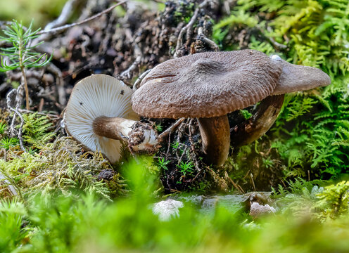 Pilz: Mohrenkopf Milchling (LACTARIUS LIGNYOTUS) 