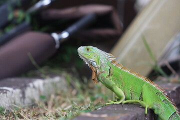 Green iguana lizard with dark brown background