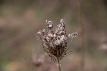 Dry flower in the field