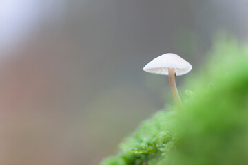 Mycena growing on a fallen oak branch or on the soil