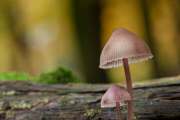Mycena growing on a fallen oak branch or on the soil