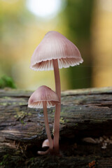 Mycena growing on a fallen oak branch or on the soil