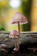 Mycena growing on a fallen oak branch or on the soil
