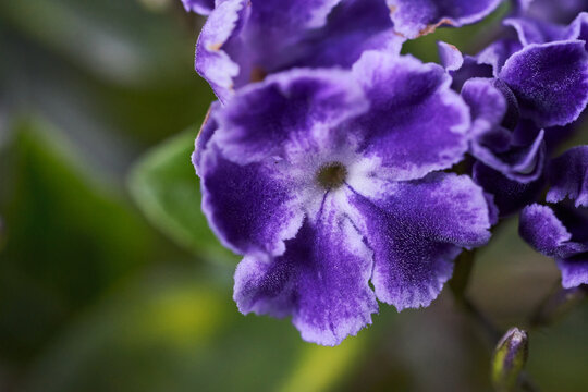 detalle flor duranta macro
