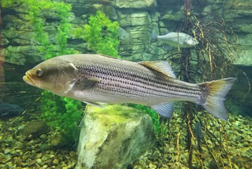 A big striped bass swimming inside an aquarium
