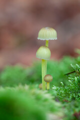 Mycena growing on a fallen oak branch or on the soil