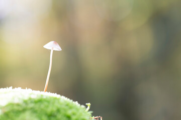Mycena growing on a fallen oak branch or on the soil