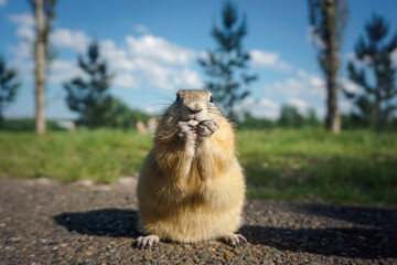 Funny gopher in the park