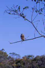 A coruja-buraqueira, também chamada caburé-do-campo, coruja-da-praia, coruja-do-campo, recebe o nome de 
