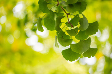 Outdoor Japanese ginkgo biloba leaves, Closeup.