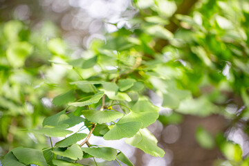 Outdoor Japanese ginkgo biloba leaves, Closeup.