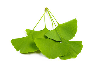 leaves of Ginkgo biloba isolated on white background.