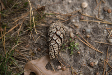 Pine cone on the ground