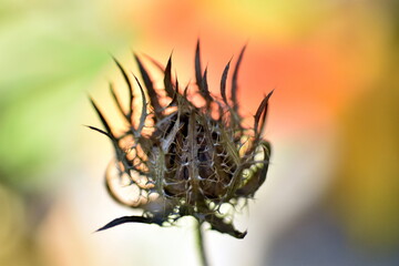 Fototapeta na wymiar Verwelkte Blüte einer Kornblumenaster