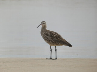 Eurasian whimbrel (Numenius phaeopus), Isabela island, Galapagos