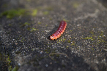 Red caterpillar on the stone
