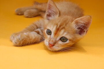 Close-up view of a cute yellow kitten is laying down and looking to the camera isolated on orange background.