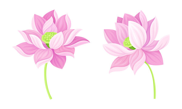 Set of beautiful pink lotus flowers. Symbol of oriental practices, yoga, wellness industry, ayurveda products vector illustration