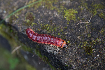 Close up of a caterpillar