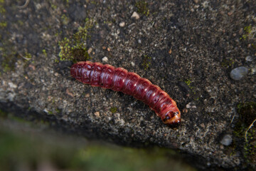 Red caterpillar on the stone