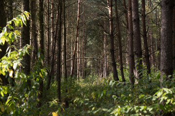 Autumn in the green forest