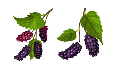 Grape bunches with leaves set. Fresh ripe purple grapes branches, wine ingredient, viticulture and agriculture organic product vector illustration