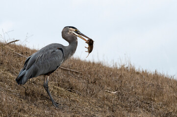 Fototapeta premium Great Blue Heron With Rodent In Its Beak