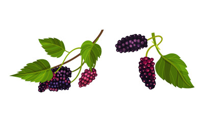 Fresh grape bunches with green leaves set. Ripe purple grapes decorative element vector illustration