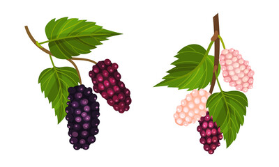 Grape bunches with leaves set. Fresh grapes branches decorative element vector illustration