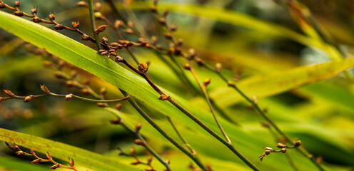 Natural plant background, Flowers, Plant, Amazing Colors,